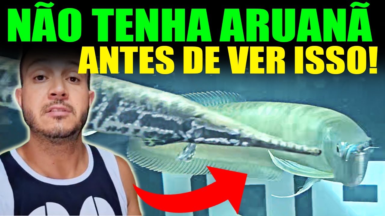 🔴 ARUANÃ PARA AQUÁRIO JUMBO - NÃO TENHA UMA ARUANÃ PRATA ANTES DE VER ESSE VÍDEO