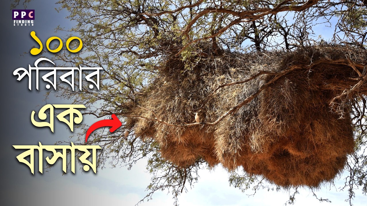 যারা টিকে রয়েছে পরষ্পরের সহযোগিতায় | The Secret Life of the Sociable Weaver Bird