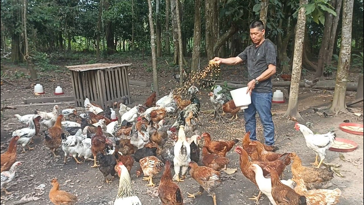 crianzas de gallinas de chacra, gallos, pollos, pollitos bebés, en la selva peruana.