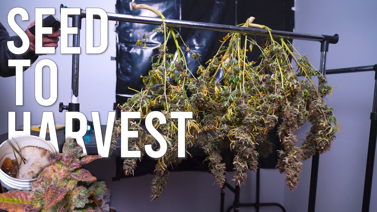 I GREW ORGANIC AUTOFLOWERS FROM SEED TO HARVEST ONLY USING COMPOST TEAS AND 200 WATTS!