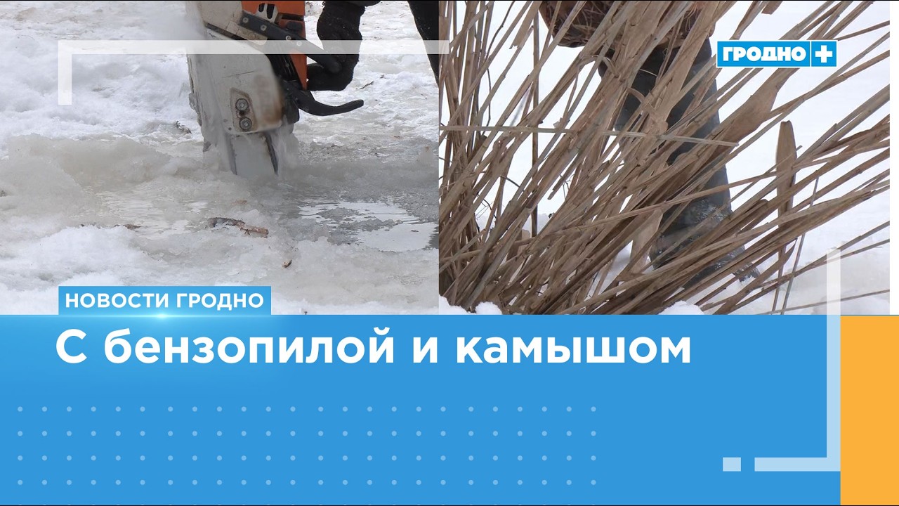 С бензопилой и камышом. В Гродно борются с замором рыбы