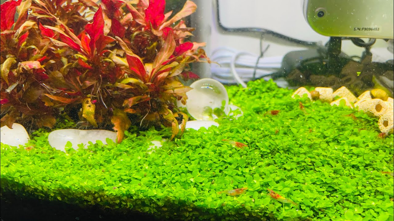 超療癒30公分水草缸.草原造景 CO2設備分享介紹(新大珍珠草、迷你矮珍珠、矮珍珠適用)土豆仁水族