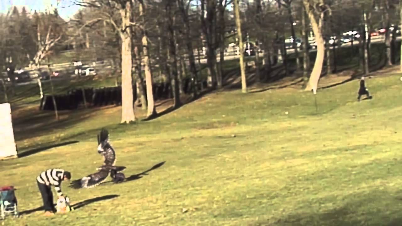 A Golden Eagle Picks Up Kid in Park | Eagle Snatches Child
