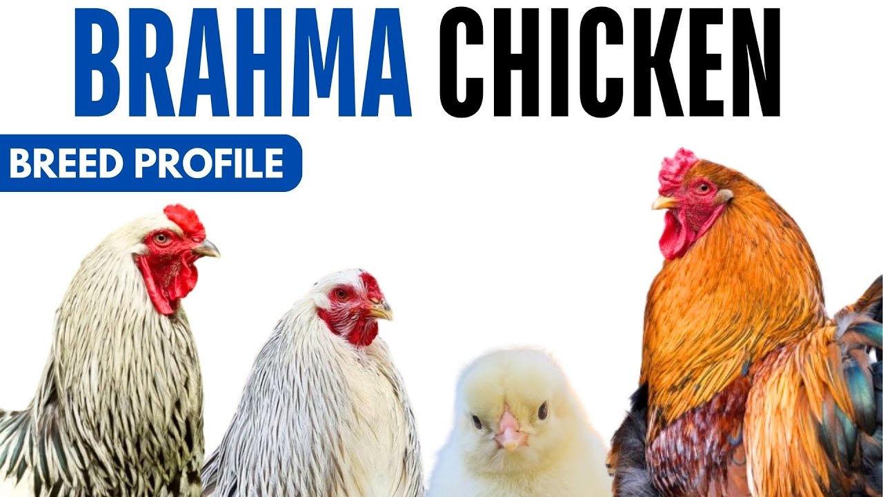Brahma Chicken Breed Profile History Health Issues - Brahma Chicken Egg Ratio Lifespan
