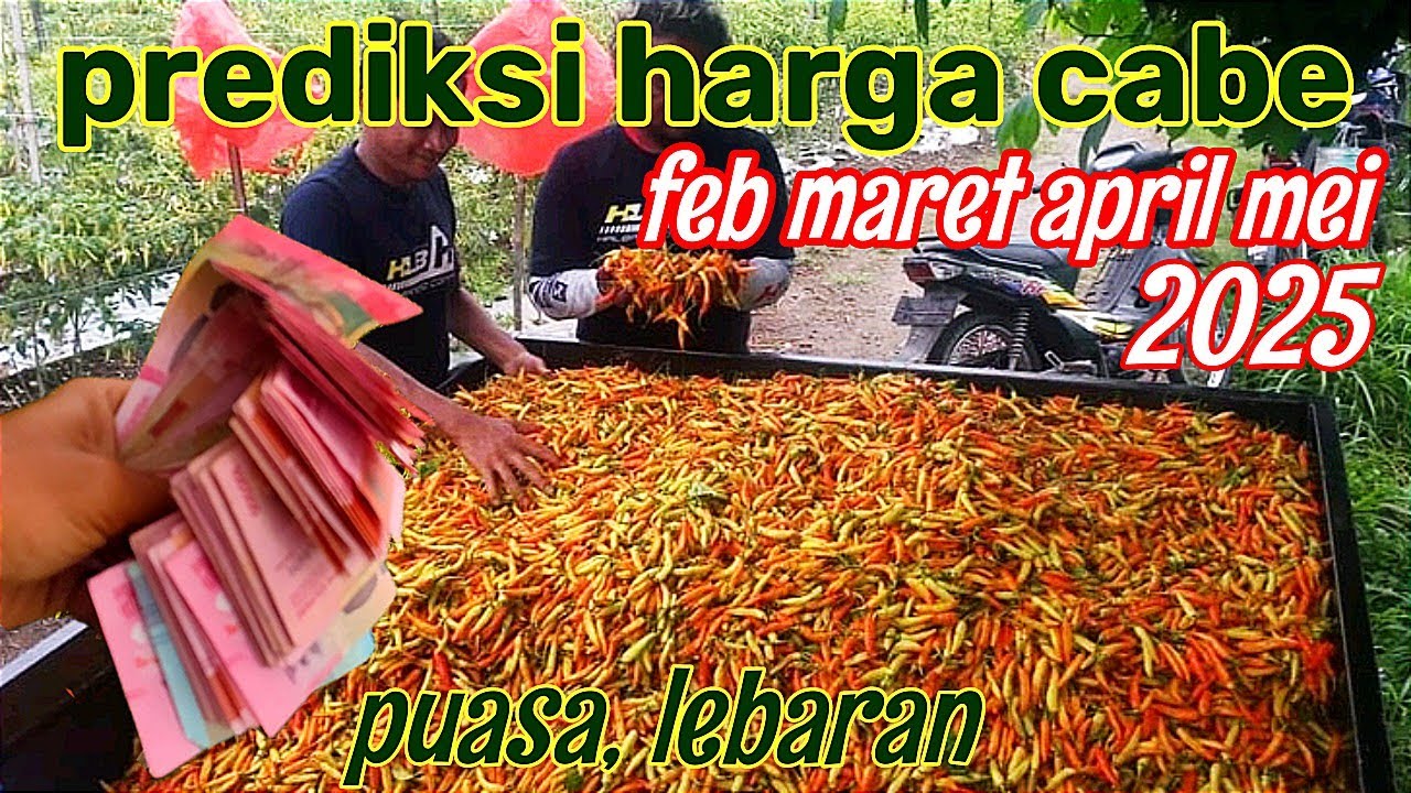 BOCORAN HARGA CABE FEB, MARET, APRIL, MEI 2025!! TERBARU
