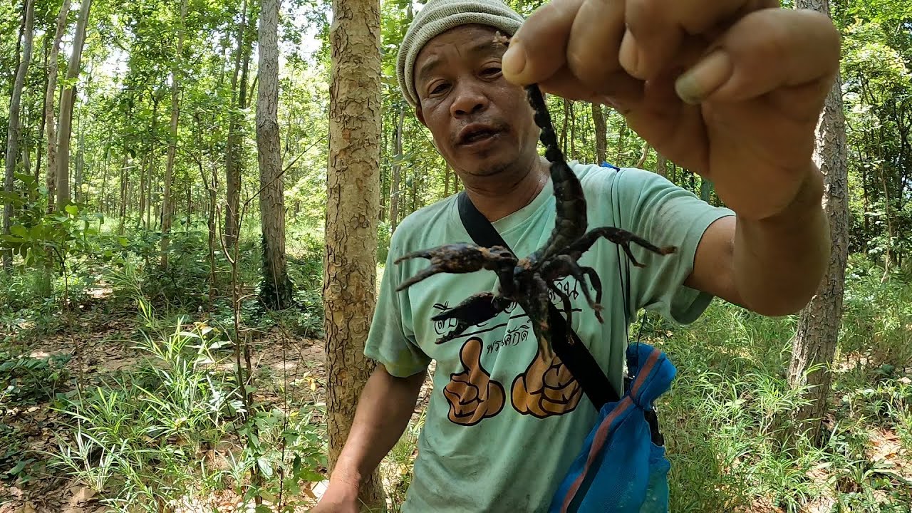 เข้าป่า ขุดหาแมงเงา หรือแมงป่องช้าง  มาทำเมนูเด็ด หาอยู่หากินแบบวิถีอีสาน