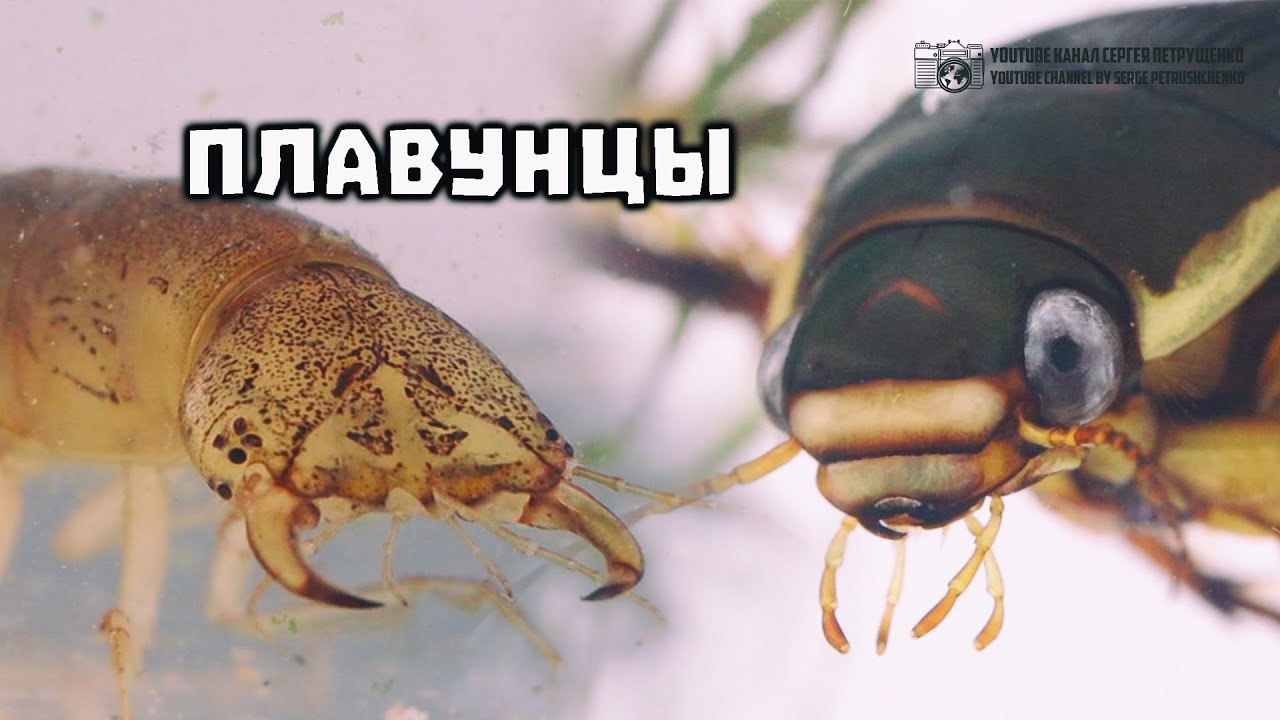 Жуки плавунцы как разорители прудов и аквариумов и как милые интересные питомцы. // Clever Cricket