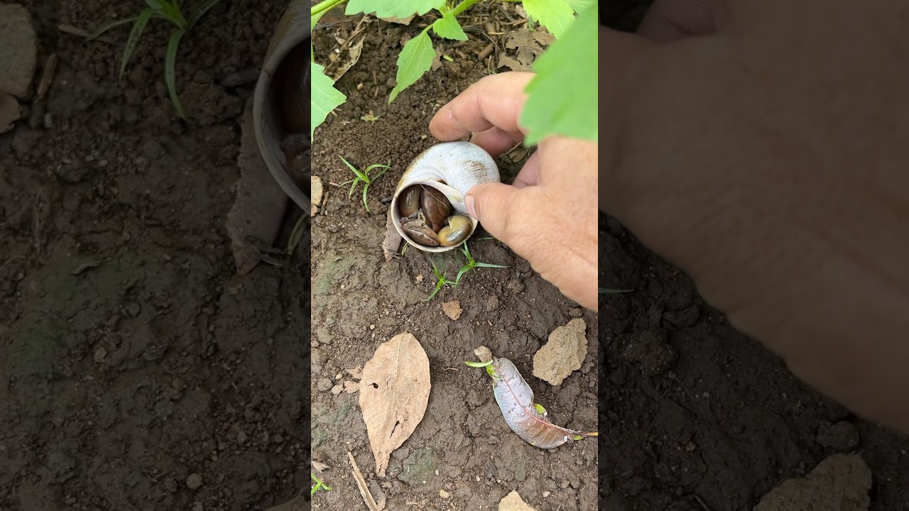 found 4 little snails hiding in a snail shell #snail #snailvideo #snailhunter