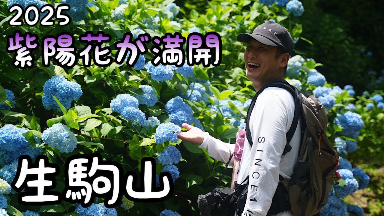 生駒山【登山】今年も咲いた生駒山の紫陽花【2025】