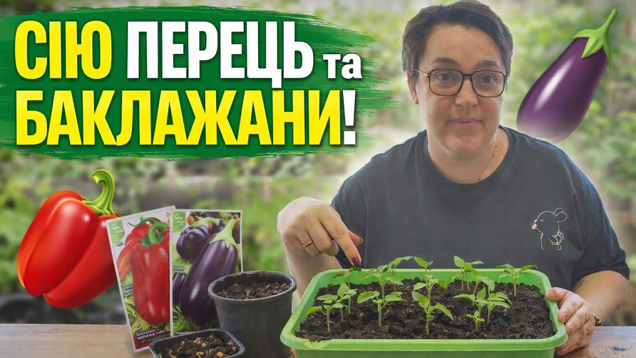 Як ми сіяли перець та баклажани. 18 лютого 2026 р.