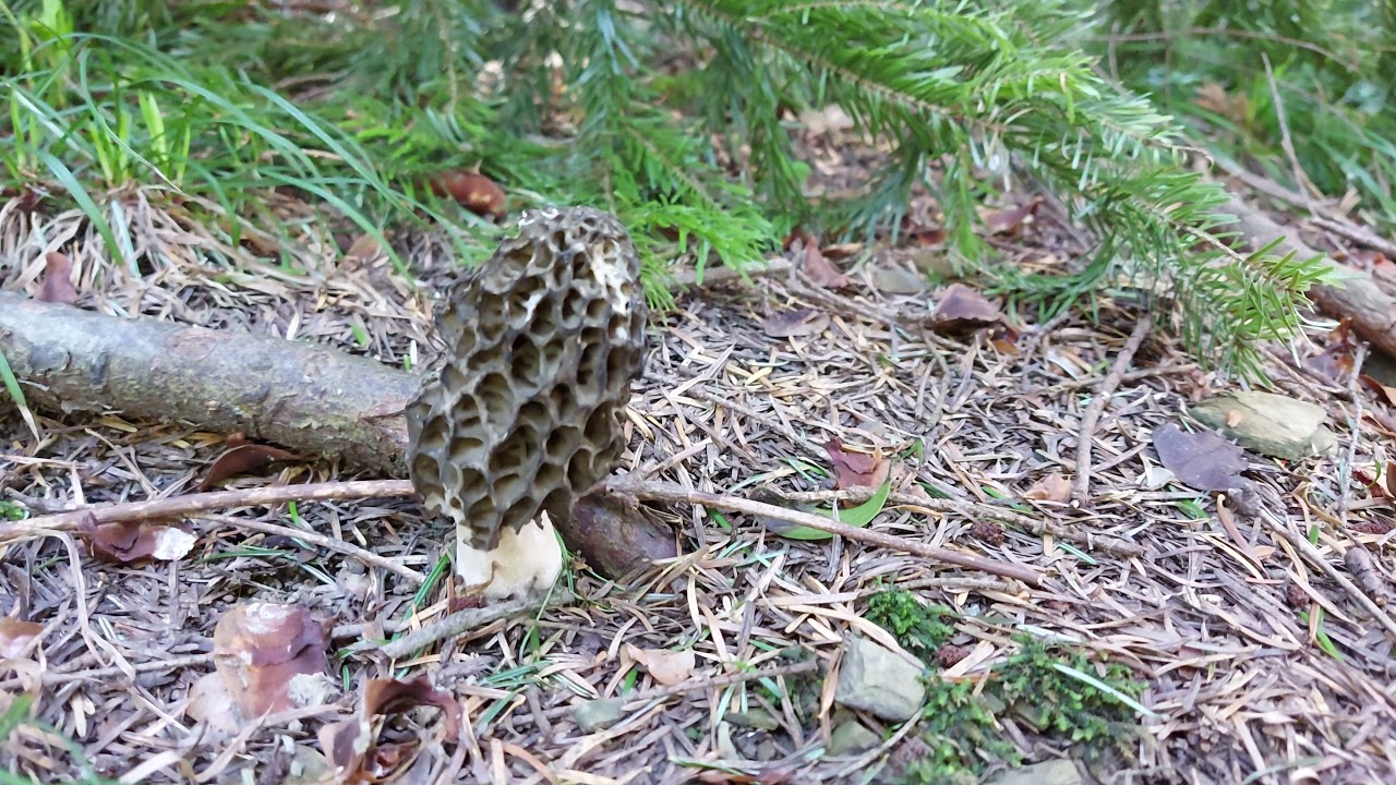 Niesamowite Smardze! Aktualizacja | Morchella conica