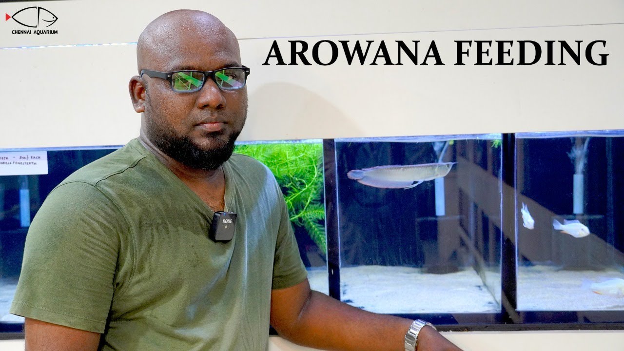 AROWANA | ЧЕМ КОРМИТЬ | ЧЕННАИСКИЙ АКВАРИУМ |