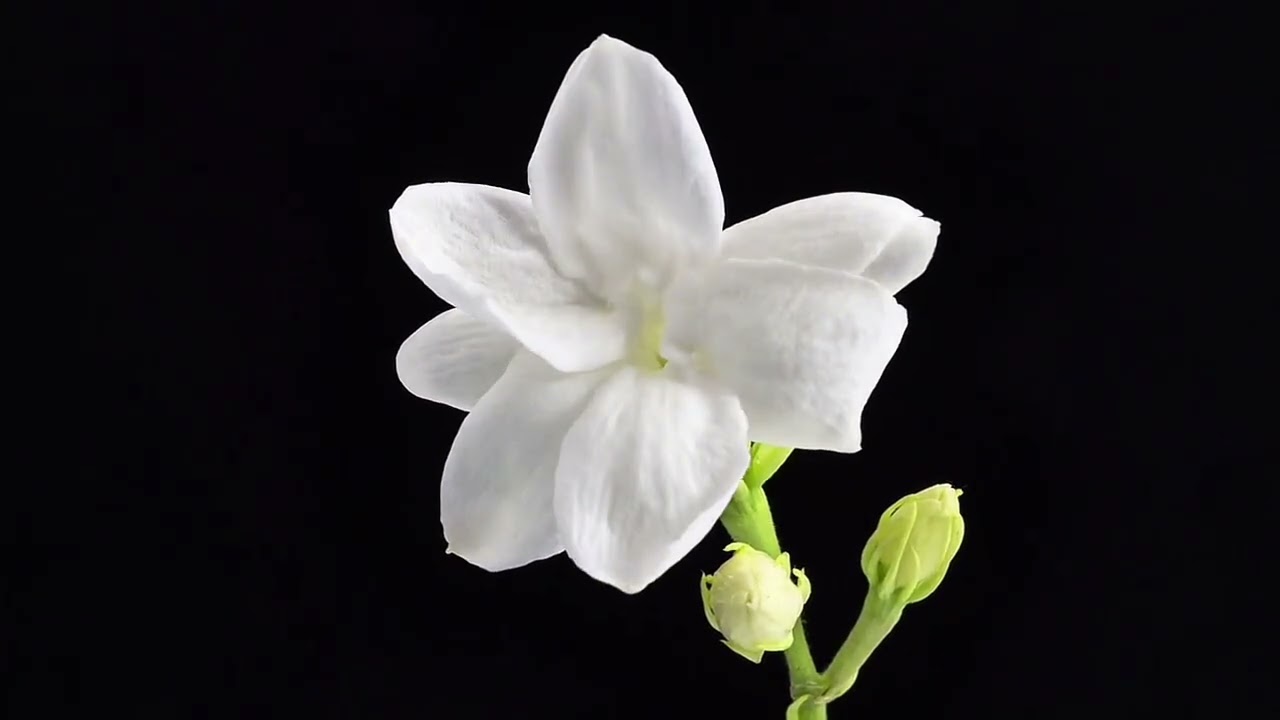 lover, you should've come over - Jeff Buckley 