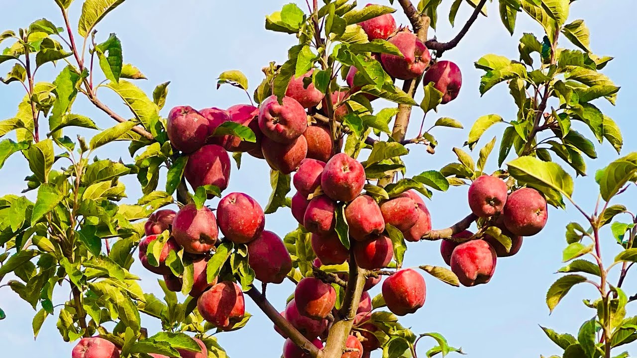 Apple Garden in Kabul Afghanistan