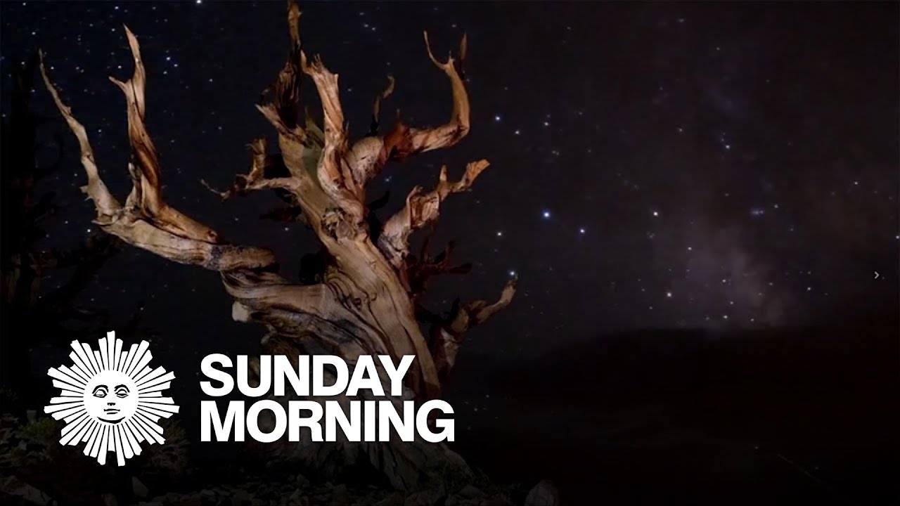 The world's oldest trees