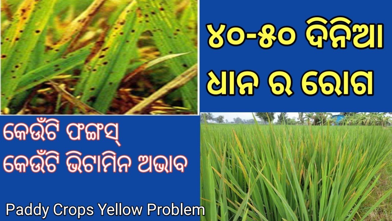 40-50 days paddy crops disease//dhana ra daga samashya// dhana lal