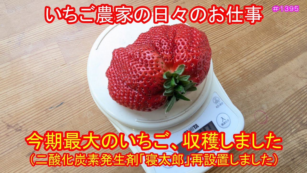 今期最大級のいちご、収穫しました（二酸化炭素発生剤「寝太郎」、再設置しました）　いちご農家の日々のお仕事　　＃１３９５