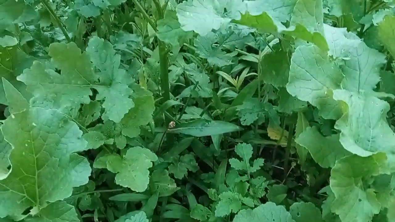 Zelena gnojidba   PG Mix