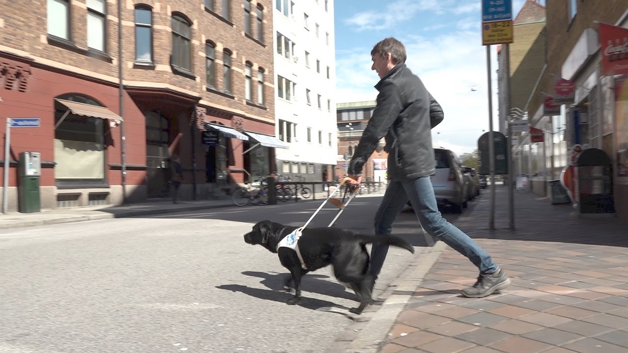 Stor brist på ledarhundar för synskadade