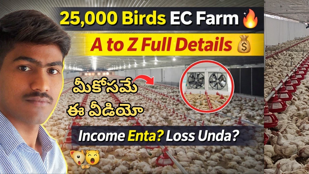 25,000 Birds EC Farm 🔥 A to Z Full Details | Income Enta? Loss Unda? 💰