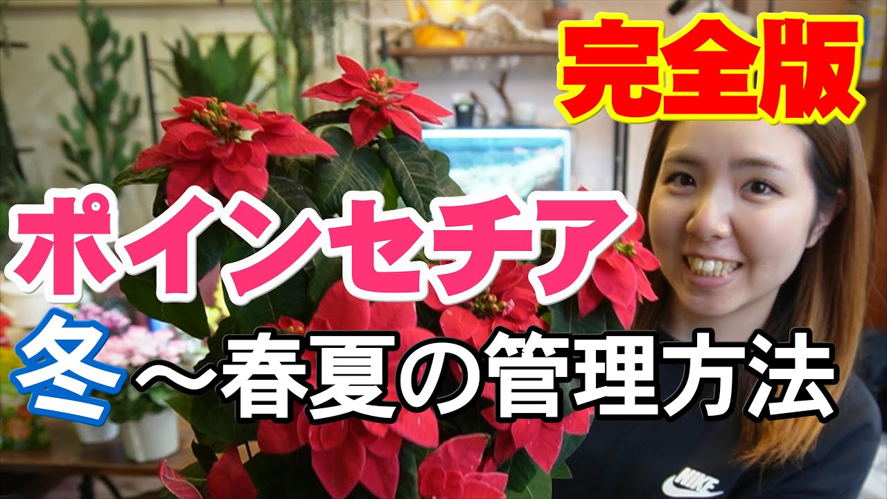 【ポインセチアの育て方】冬～春夏の管理方法　苞を赤くする方法　水やり・置く場所