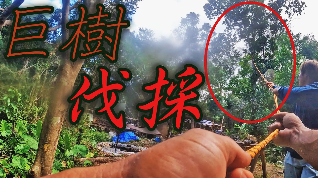 【ハイサイ村#85】危険！！素人が巨大熱帯果樹ジャックフルーツを伐採できるのか？