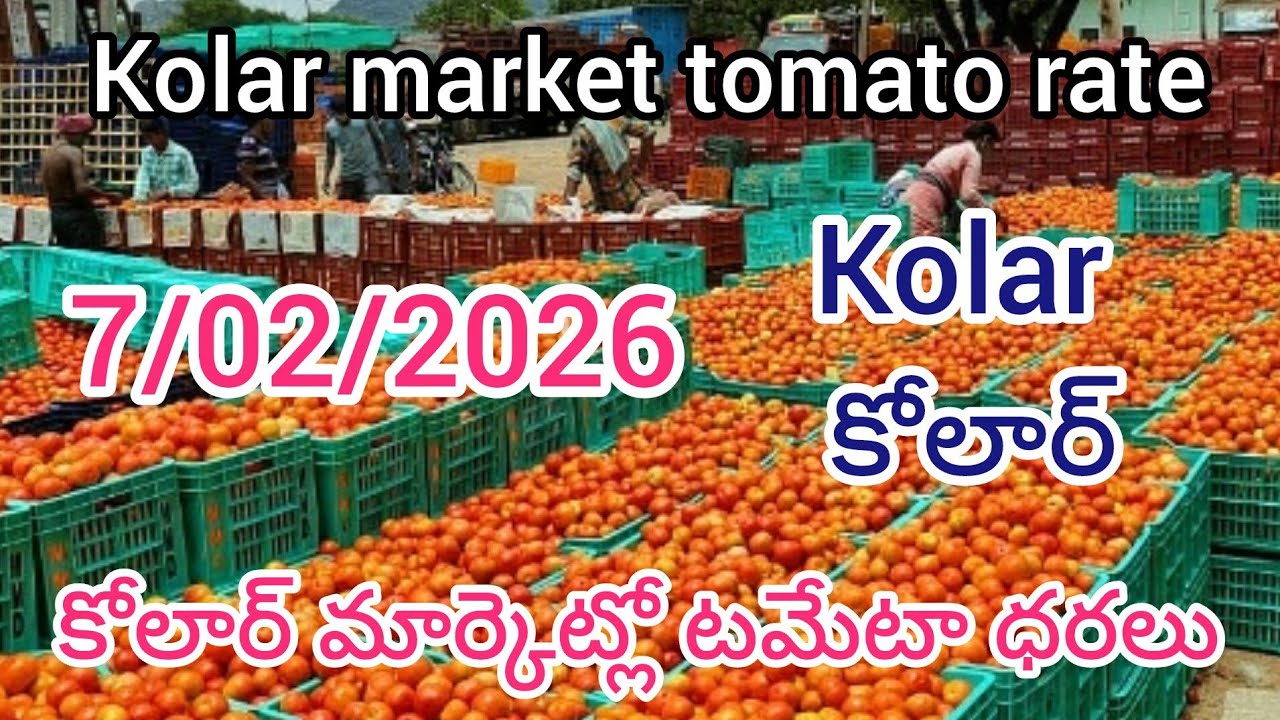 7/02/2026) kolar tomato market price in today 