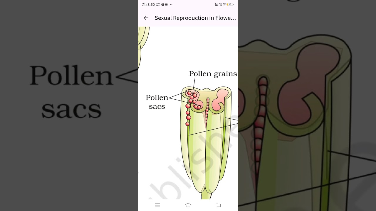 Chapter 1 sexual reproduction in flowering plants class 12th #ncert #ncertlinebyline