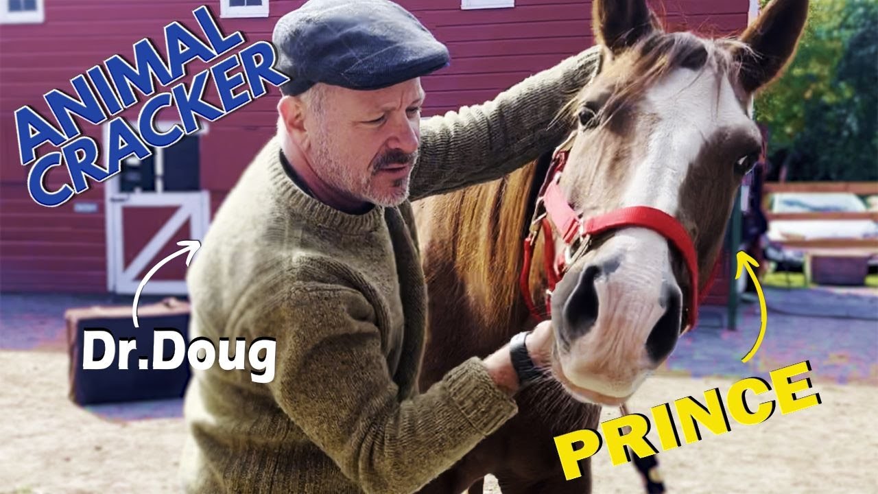 RESCUED QUARTER HORSE WITH WEAK HIND END 😭 HORSE CHIROPRACTIC ADJUSTMENT