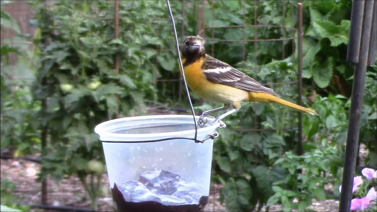 How To Make A DIY Oriole Feeder From Baling Wire And A Deli Cup