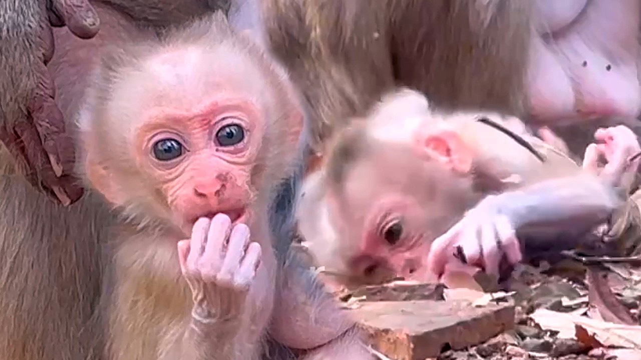 Baby Monkey ROSOLYN So Cute — Trying Hard to Follow Mama While Learning to Walk 💛🌿.