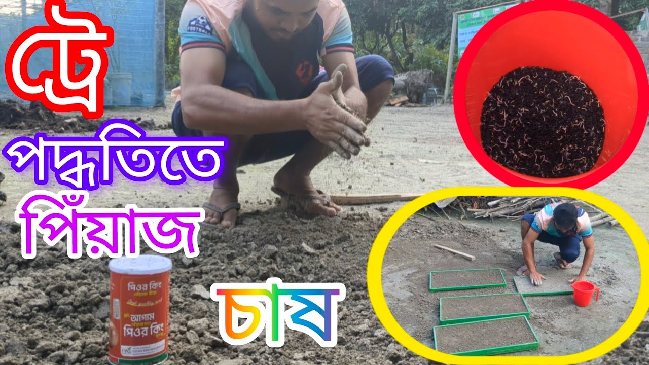 ট্রে পদ্ধতিতে পিঁয়াজ চাষ।।পিঁয়াজ চাষ পদ্ধতি।। আধুনিক পদ্ধতিতে পিঁয়াজ চাষ। Ar-Agro... 