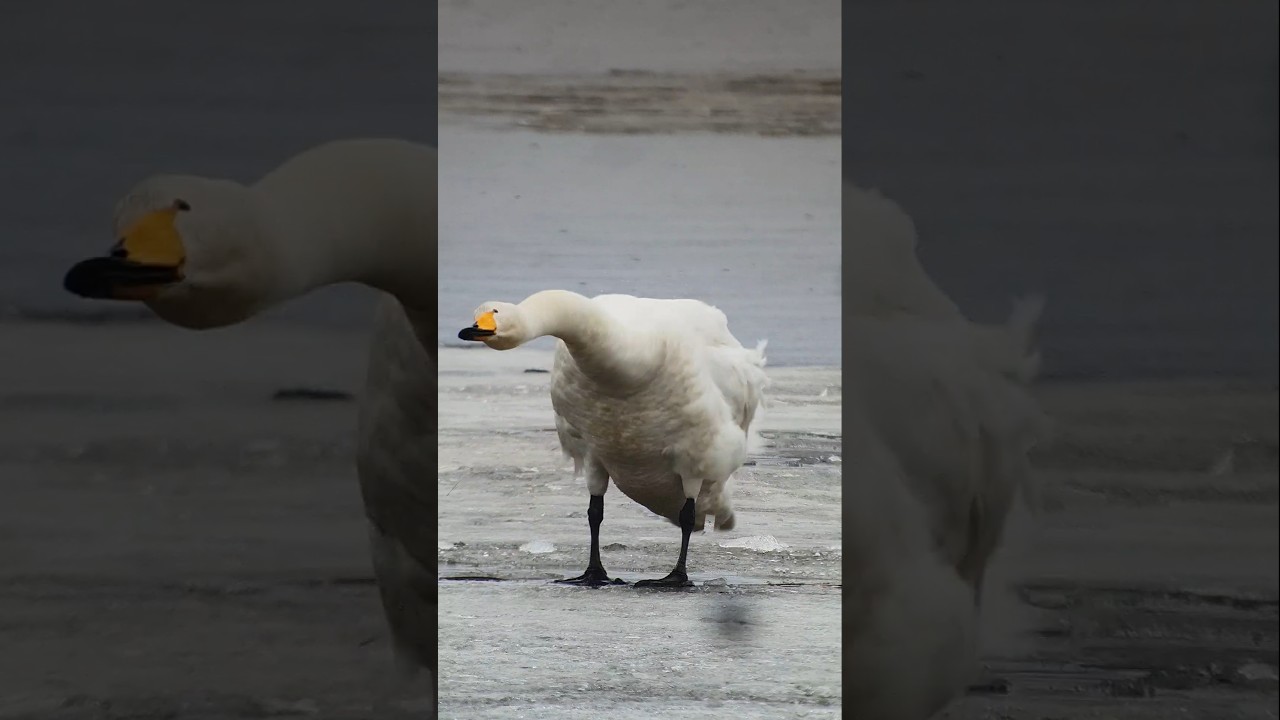 Laulujoutsenet (Cygnus cygnus) Whooper Swan