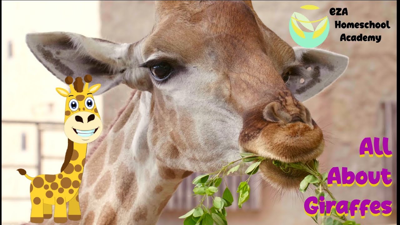 Giraffes|| Facts about Giraffes