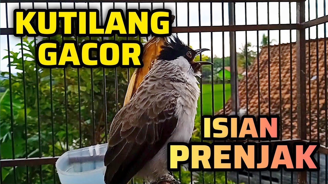 KUTILANG GACOR SUARA FULL ISIAN PRENJAK PALING MUDAH DITIRU KUTILANG LAIN