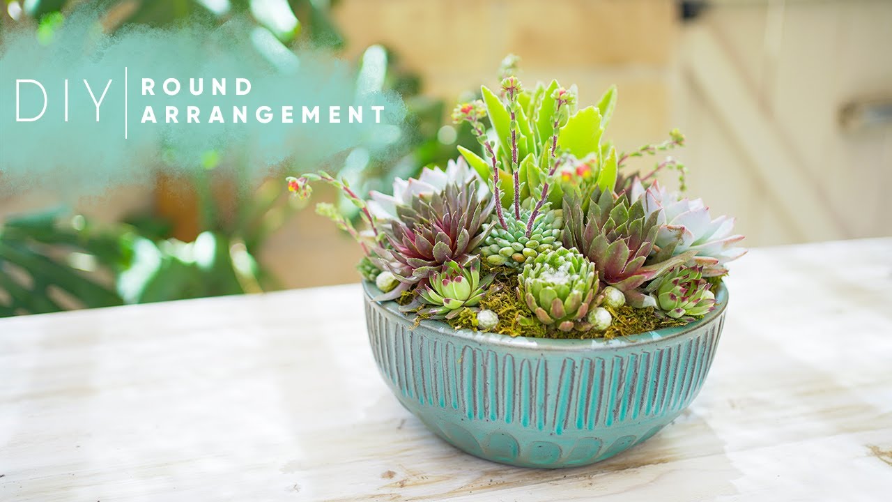 Round Succulent Arrangement | DIY