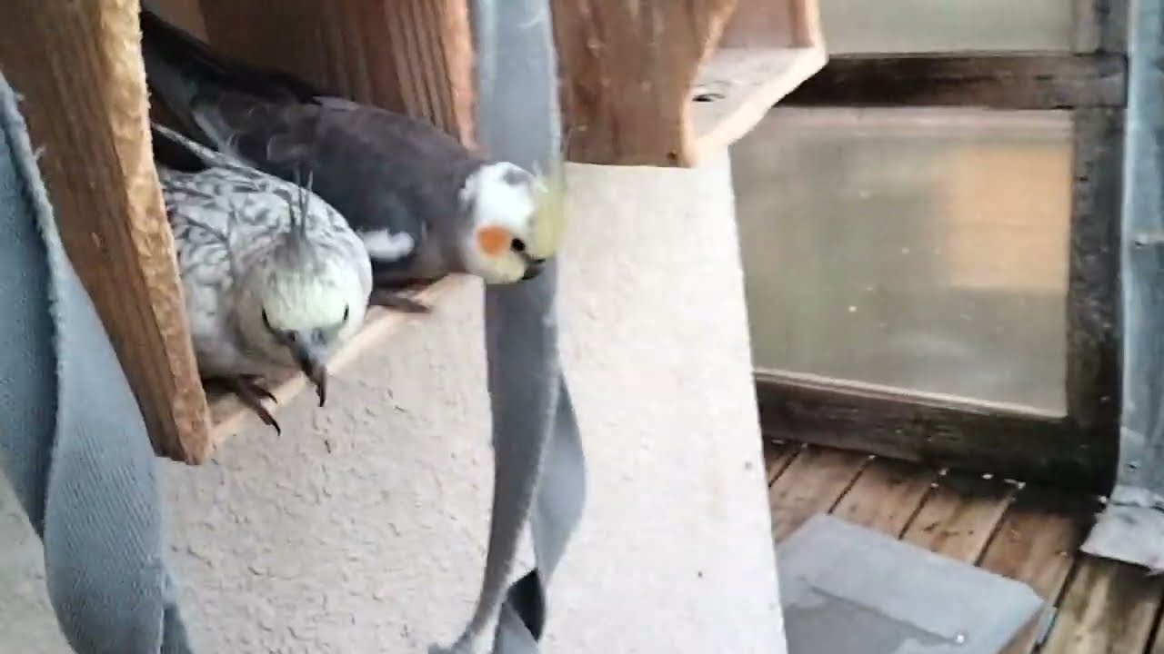 2025年5月30日   オカメインコ里親募集
