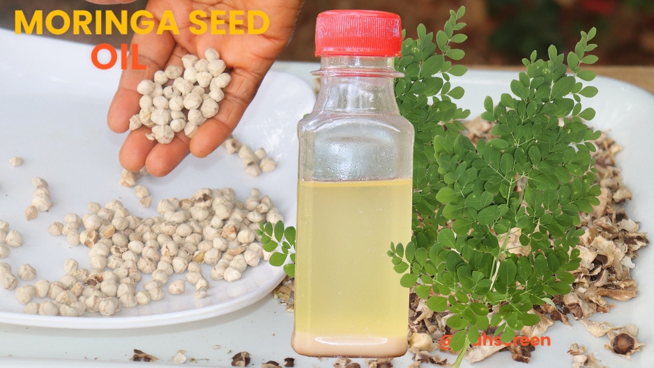 HOW TO MAKE MORINGA SEED OIL!! || MORINGA SEED OIL F0R NUMEROUS' HEALTH BENEFITS...