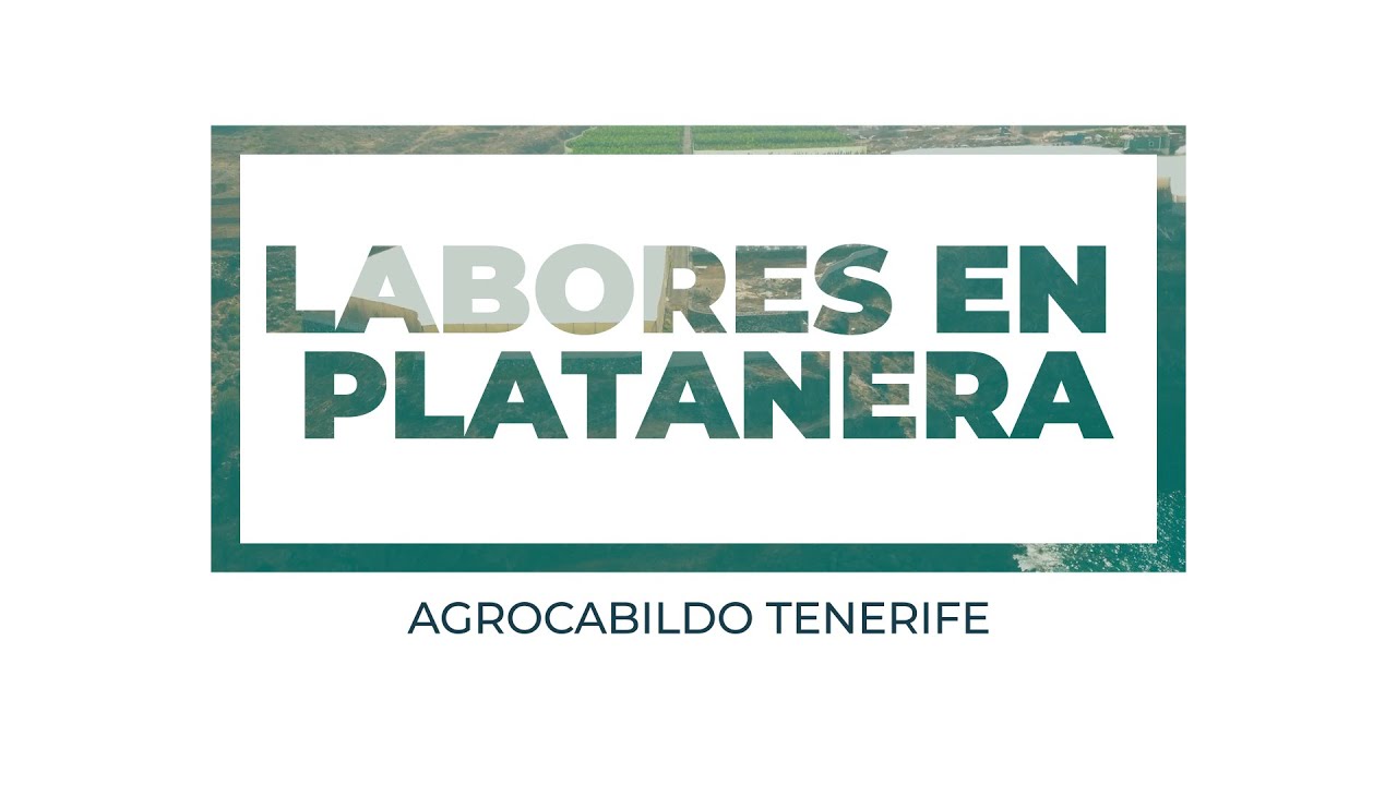 Labores culturales de la Platanera - AgroCabildo