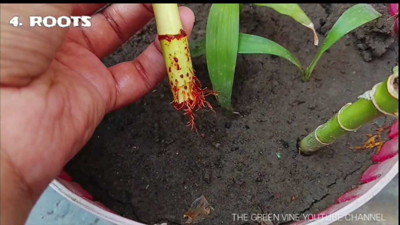 Lucky Bamboo को मिट्टी में लगायें या पानी में?🤔🎍🌿🪏||THE GREEN VINE||Lucky Bamboo Plantation Tips||