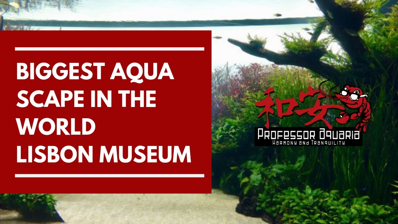 Biggest Aquascape in the World   Lisbon Museum