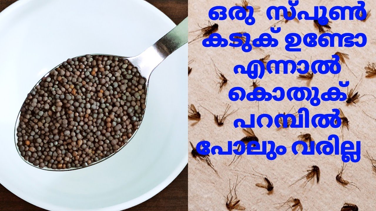 💯കൊതുക് പറമ്പിൽ പോലും വരാതെ  തുരത്തി ഓടിക്കാം /HOW TO GET RID OF MOSQUITOES💯