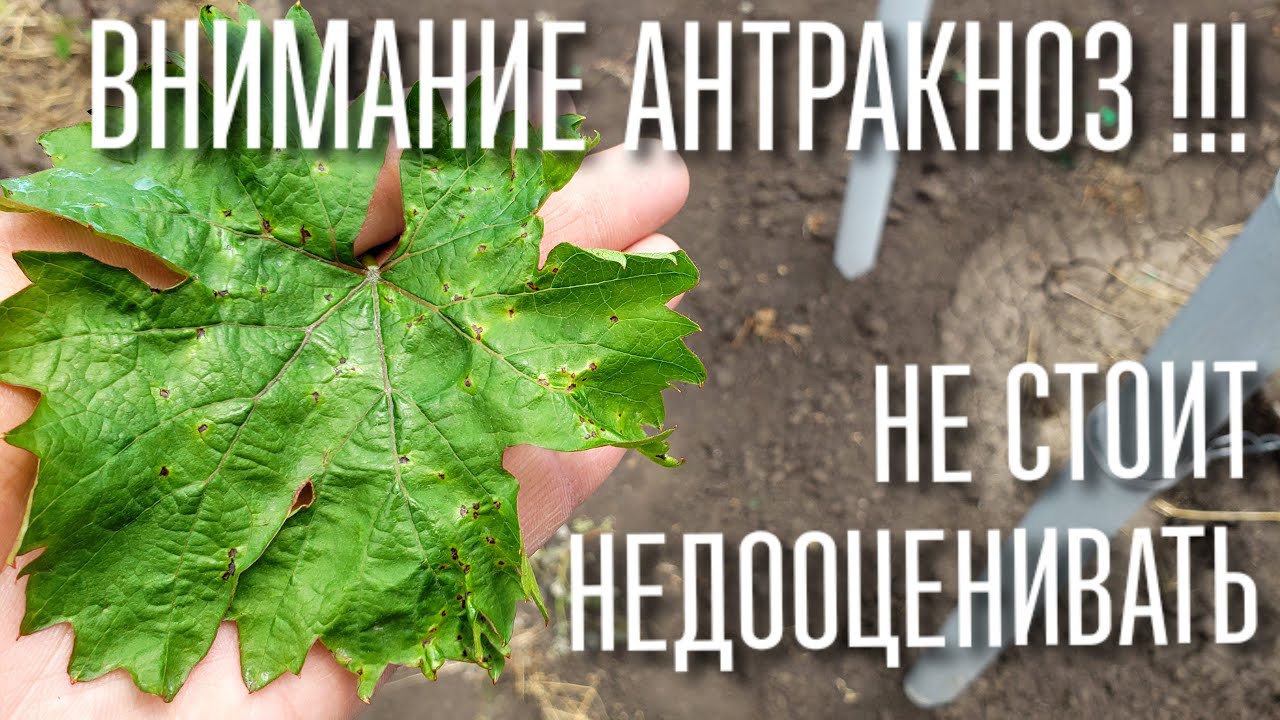 АНТРАКНОЗ! КАК ОПРЕДЕЛИТЬ, ЧЕМ ОПАСНА, ЧЕМ ЛЕЧИТЬ, КОГДА РАЗВИВАЕТСЯ , КАК УБЕРЕЧЬ СЕБЯ!