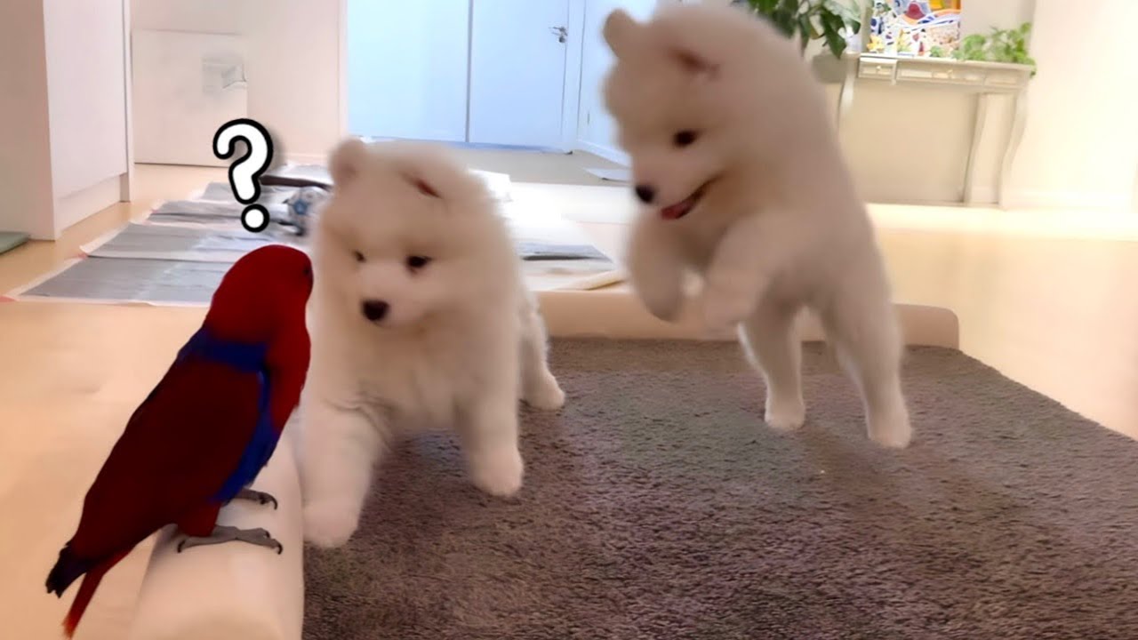 개새들이 친해지는 방법