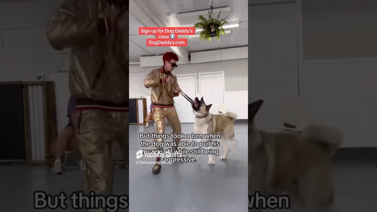 Dominant Akita Goes After Dog Daddy.
