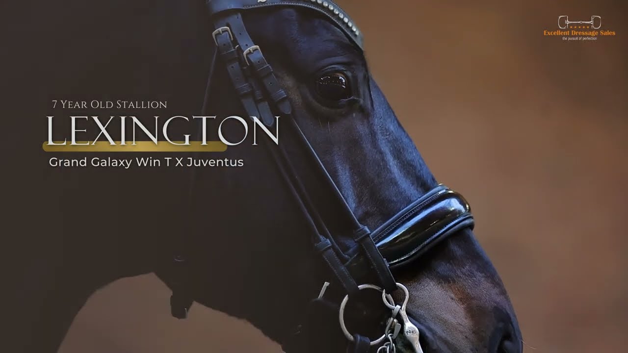 Lexington | Grand Galaxy Win T x Juventus - Gelding - 2016 - 168 cm