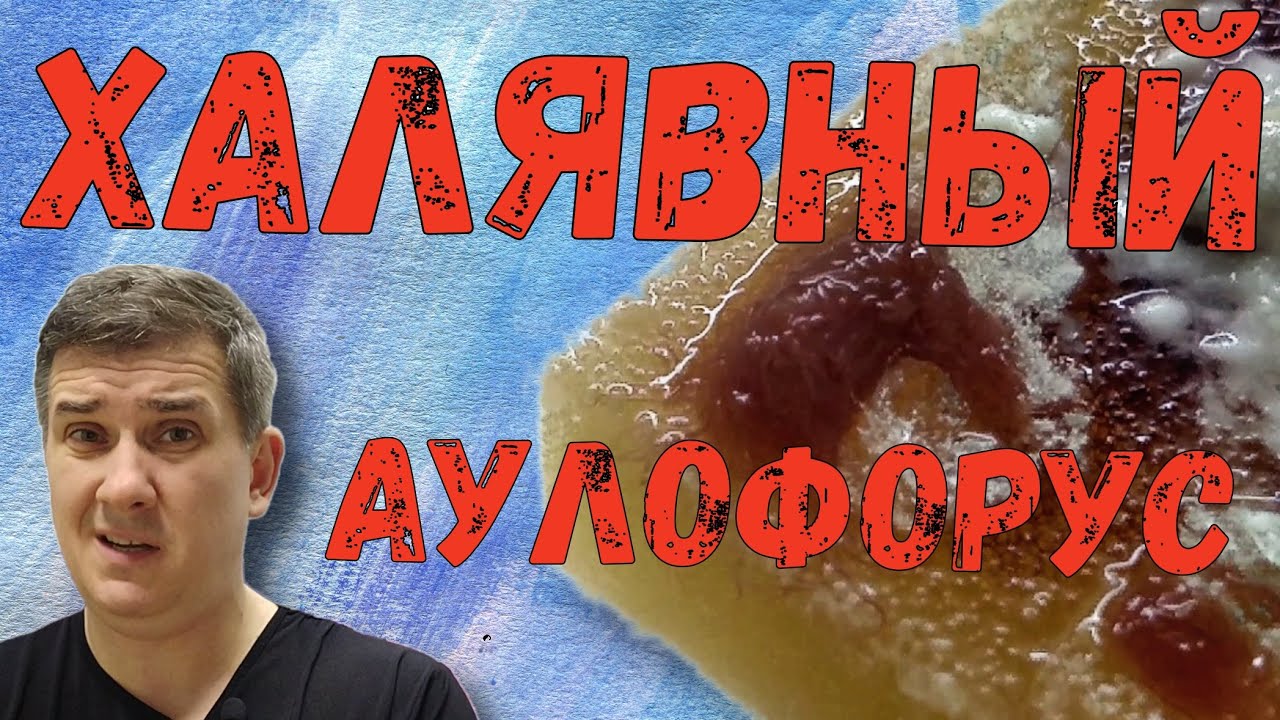 Халявный аулофорус / Аулофорус разведение / Как развивается колония аулофоруса в домашних условиях