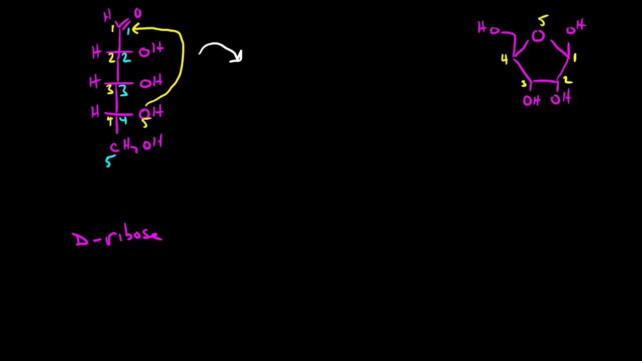 Cyclization of Sugars 1
