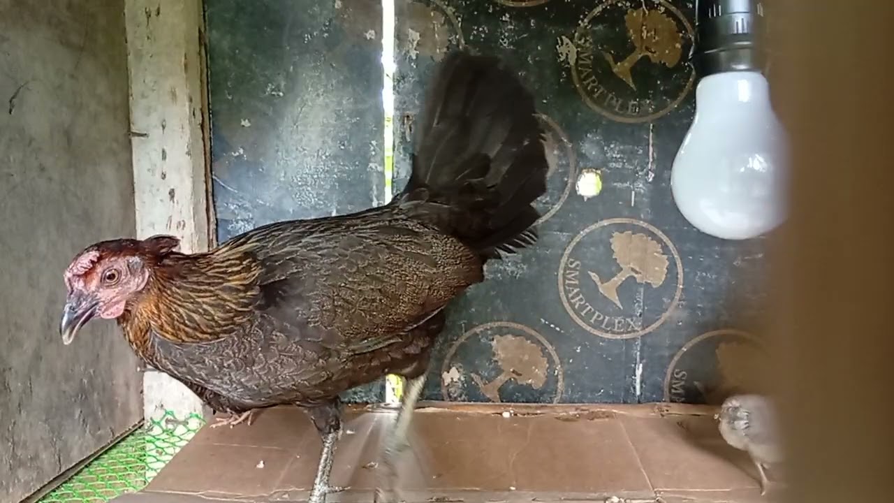 Hen hatch kelso #games #rooster #gamefowl #viral #video #trending #gaming 