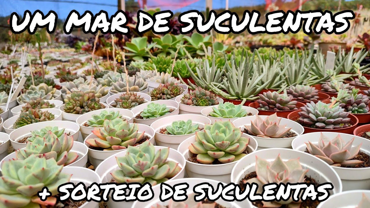 SUCULENTAS SURREAIS À VENDA COM PREÇOS IMPERDÍVEIS + SORTEIO DE SUCULENTAS | JARDIM DOS CACTOS
